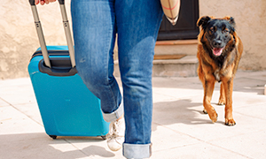 La dirofilariose du chien